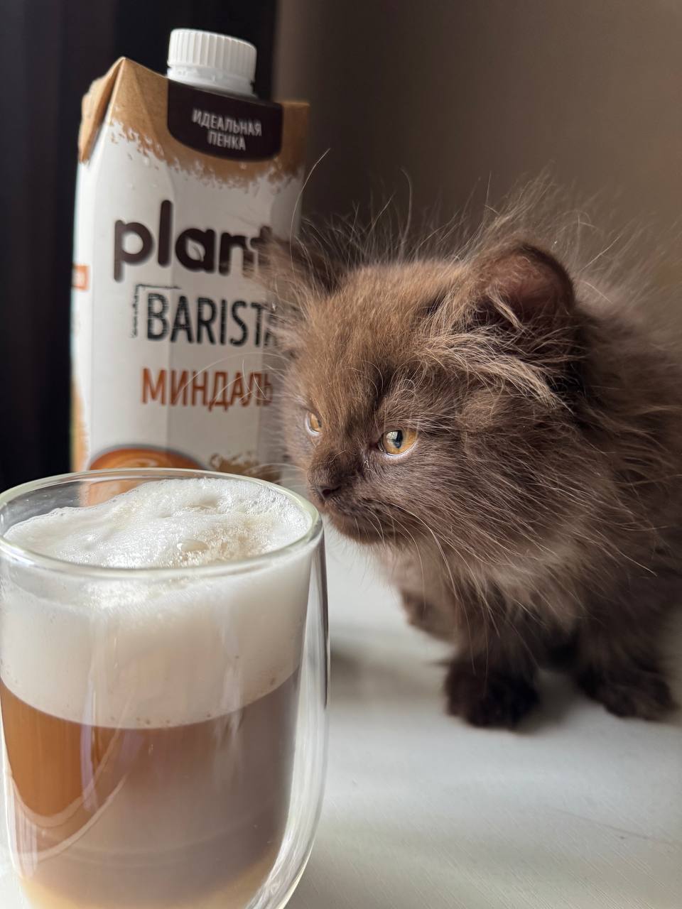 Мой котик Барни